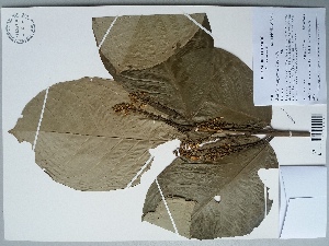  (Bunchosia argentea - AP-9208)  @11 [ ] Copyright (2097) Unspecified Columbus State University