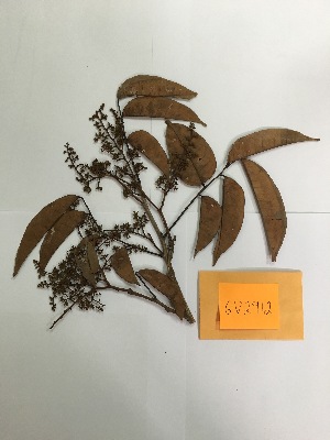 (Dialium guianense - GV-2912)  @11 [ ] Copyright (2016) Unspecified Columbus State University