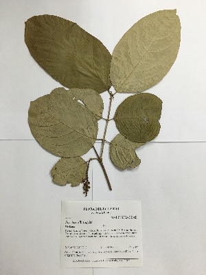  (Bunchosia blanquita - AP-3660)  @11 [ ] Copyright (2016) Unspecified Columbus State University