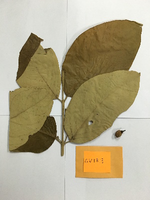  (Bunchosia granpanosa - GV-1813)  @11 [ ] Copyright (2016) Unspecified Columbus State University