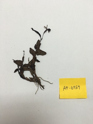  (Epidendrum quisayanum - AP-6924)  @11 [ ] Copyright (2014) Unspecified Columbus State University