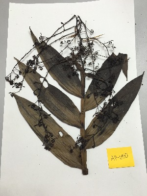  (Epidendrum goodspeedianum - AP-6930)  @11 [ ] Copyright (2014) Unspecified Columbus State University