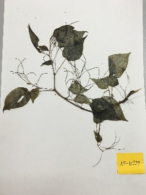  (Peperomia sp - AP-6954)  @11 [ ] Copyright (2014) Unspecified Columbus State University
