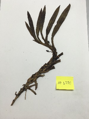  (Maxillaria alticola - AP-6970)  @11 [ ] Copyright (2014) Unspecified Columbus State University