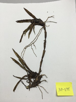  (Maxillaria aggregata - AP-6999)  @11 [ ] Copyright (2014) Unspecified Columbus State University