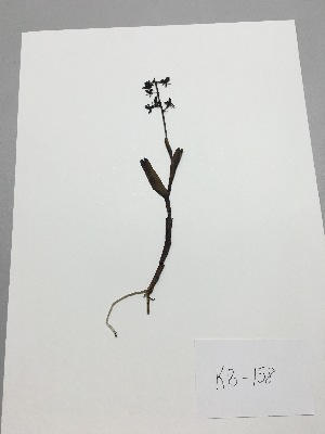  (Epidendrum mancum - kb-158)  @11 [ ] Copyright (2014) Unspecified Columbus State University