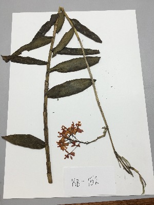  (Epidendrum cochlidium - kb-152)  @11 [ ] Copyright (2014) Unspecified Columbus State University