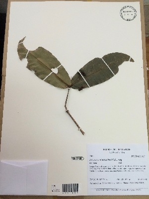 (Ixora acuminatissima - AP-3960)  @11 [ ] Copyright (2015) Unspecified Columbus State University