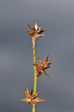  (Carex echinata - EDNA23-0064989)  @11 [ ] CreativeCommons Attribution NonCommercial ShareAlike (2023) Jose Ignacio Marquez-Corro Royal Botanic Garden, Kew