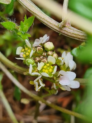  (Cochlearia pyrenaica - EDNA24-0067037)  @11 [ ] CreativeCommons Attribution NonCommercial ShareAlike (2024) Andy Griffiths Royal Botanic Garden, Edinburgh