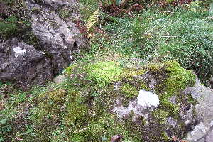  ( - EDNA20-0060310)  @11 [ ] CreativeCommons Attribution NonCommercial ShareAlike (2097) David Bell Royal Botanic Garden, Edinburgh