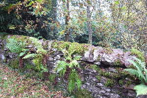  ( - EDNA20-0060243)  @11 [ ] CreativeCommons Attribution NonCommercial ShareAlike (2263) David Bell Royal Botanic Garden, Edinburgh