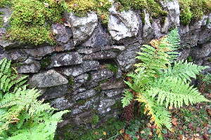  ( - EDNA20-0060243)  @11 [ ] CreativeCommons Attribution NonCommercial ShareAlike (2264) David Bell Royal Botanic Garden, Edinburgh