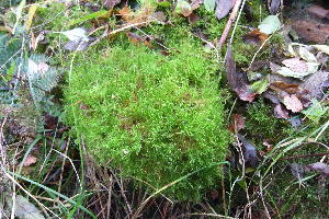  ( - EDNA20-0060255)  @11 [ ] CreativeCommons Attribution NonCommercial ShareAlike (2298) David Bell Royal Botanic Garden, Edinburgh