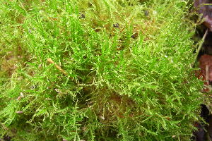  ( - EDNA20-0060255)  @11 [ ] CreativeCommons Attribution NonCommercial ShareAlike (2299) David Bell Royal Botanic Garden, Edinburgh