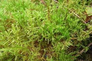  ( - EDNA20-0060255)  @11 [ ] CreativeCommons Attribution NonCommercial ShareAlike (2300) David Bell Royal Botanic Garden, Edinburgh