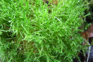  ( - EDNA20-0060255)  @11 [ ] CreativeCommons Attribution NonCommercial ShareAlike (2301) David Bell Royal Botanic Garden, Edinburgh