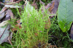  ( - EDNA20-0060255)  @11 [ ] CreativeCommons Attribution NonCommercial ShareAlike (2302) David Bell Royal Botanic Garden, Edinburgh