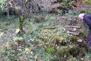  ( - EDNA20-0060255)  @11 [ ] CreativeCommons Attribution NonCommercial ShareAlike (2297) David Bell Royal Botanic Garden, Edinburgh