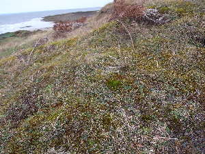  ( - EDNA23-0064240)  @11 [ ] CreativeCommons  Attribution Non-Commercial Share-Alike (2025) David Belll Royal Botanic Garden Edinburgh