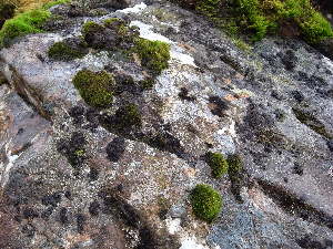  ( - EDNA23-0064251)  @11 [ ] CreativeCommons  Attribution Non-Commercial Share-Alike (2025) David Belll Royal Botanic Garden Edinburgh