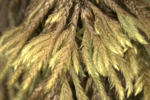  ( - EDNA23-0064331)  @11 [ ] CreativeCommons  Attribution Non-Commercial Share-Alike (2025) David Belll Royal Botanic Garden Edinburgh