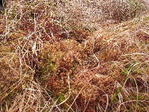  ( - EDNA23-0064332)  @11 [ ] CreativeCommons  Attribution Non-Commercial Share-Alike (2025) David Belll Royal Botanic Garden Edinburgh