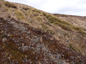  (Dicranellopsidaceae - EDNA23-0064333)  @11 [ ] CreativeCommons  Attribution Non-Commercial Share-Alike (2025) David Belll Royal Botanic Garden Edinburgh