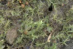  ( - EDNA24-0065342)  @11 [ ] CreativeCommons  Attribution Non-Commercial Share-Alike (2025) David Belll Royal Botanic Garden Edinburgh