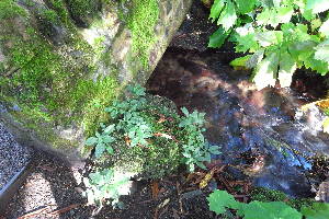  ( - EDNA20-0060274)  @11 [ ] CreativeCommons Attribution NonCommercial ShareAlike (2190) David Bell Royal Botanic Garden, Edinburgh