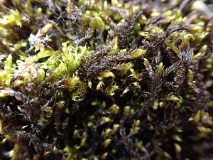  ( - EDNA23-0064540)  @11 [ ] CreativeCommons  Attribution Non-Commercial Share-Alike (2025) David Belll Royal Botanic Garden Edinburgh