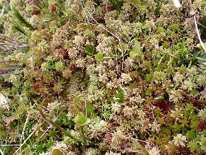  ( - EDNA23-0064543)  @11 [ ] CreativeCommons  Attribution Non-Commercial Share-Alike (2025) David Belll Royal Botanic Garden Edinburgh