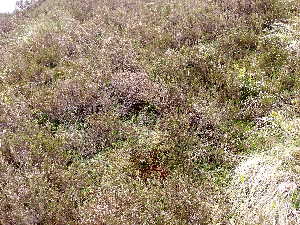  ( - EDNA23-0064543)  @11 [ ] CreativeCommons  Attribution Non-Commercial Share-Alike (2025) David Belll Royal Botanic Garden Edinburgh
