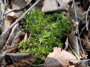  (Polytrichum longisetum - EDNA23-0065000)  @11 [ ] CreativeCommons  Attribution Non-Commercial Share-Alike (2025) David Belll Royal Botanic Garden Edinburgh