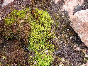  ( - EDNA23-0065010)  @11 [ ] CreativeCommons  Attribution Non-Commercial Share-Alike (2025) David Belll Royal Botanic Garden Edinburgh