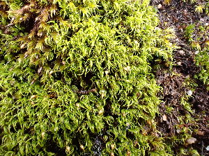  ( - EDNA23-0065010)  @11 [ ] CreativeCommons  Attribution Non-Commercial Share-Alike (2025) David Belll Royal Botanic Garden Edinburgh