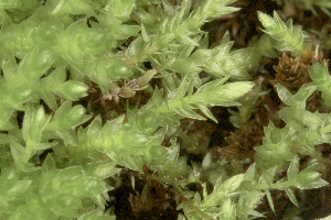  ( - EDNA23-0065007)  @11 [ ] CreativeCommons  Attribution Non-Commercial Share-Alike (2025) David Belll Royal Botanic Garden Edinburgh