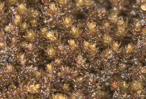  ( - EDNA23-0065008)  @11 [ ] CreativeCommons  Attribution Non-Commercial Share-Alike (2025) David Belll Royal Botanic Garden Edinburgh