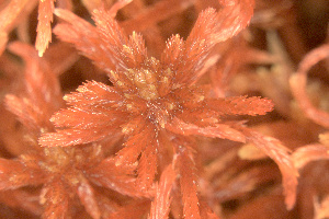  ( - EDNA23-0065014)  @11 [ ] CreativeCommons  Attribution Non-Commercial Share-Alike (2025) David Belll Royal Botanic Garden Edinburgh