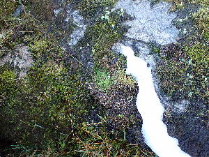  ( - EDNA24-0065357)  @11 [ ] CreativeCommons  Attribution Non-Commercial Share-Alike (2025) David Belll Royal Botanic Garden Edinburgh