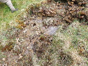  ( - EDNA24-0066540)  @11 [ ] CreativeCommons  Attribution Non-Commercial Share-Alike (2025) David Belll Royal Botanic Garden Edinburgh