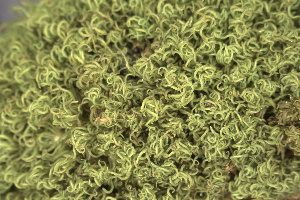  (Tortella fasciculata - EDNA24-0066652)  @11 [ ] CreativeCommons  Attribution Non-Commercial Share-Alike (2025) David Belll Royal Botanic Garden Edinburgh