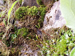  ( - EDNA24-0066653)  @11 [ ] CreativeCommons  Attribution Non-Commercial Share-Alike (2025) David Belll Royal Botanic Garden Edinburgh