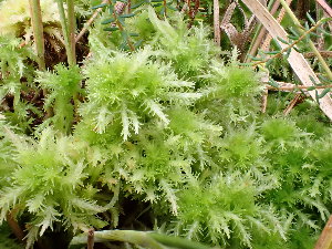  ( - EDNA24-0067842)  @11 [ ] CreativeCommons  Attribution Non-Commercial Share-Alike (2025) David Belll Royal Botanic Garden Edinburgh