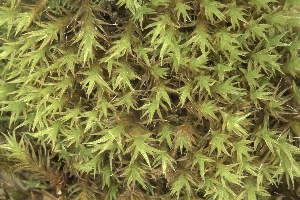 ( - EDNA25-0070636)  @11 [ ] CreativeCommons  Attribution Non-Commercial Share-Alike (2025) David Belll Royal Botanic Garden Edinburgh