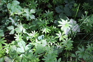  (Galium odoratum - EDNA21-0061416)  @11 [ ] CreativeCommons Attribution NonCommercial ShareAlike (2021) Markus Ruhsam Royal Botanic Garden, Edinburgh