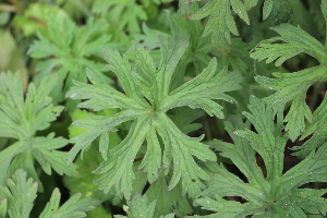  (Geranium pratense - EDNA21-0061468)  @11 [ ] CreativeCommons Attribution NonCommercial ShareAlike (2021) Markus Ruhsam Royal Botanic Garden, Edinburgh