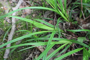  (Carex sylvatica - EDNA22-0062553)  @11 [ ] NonCommercial ShareAlike (2023) Markus Ruhsam Royal Botanic Garden Edinburgh