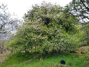  (Malus sylvestris - EDNA22-0063366)  @11 [ ] NonCommercial ShareAlike (2022) Markus Ruhsam Royal Botanic Garden Edinburgh