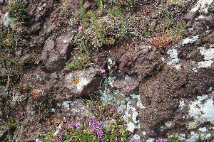  ( - EDNA23-0064630)  @11 [ ] CreativeCommons  Attribution Non-Commercial Share-Alike (2023) Markus Ruhsam Royal botanic Garden Edinburgh